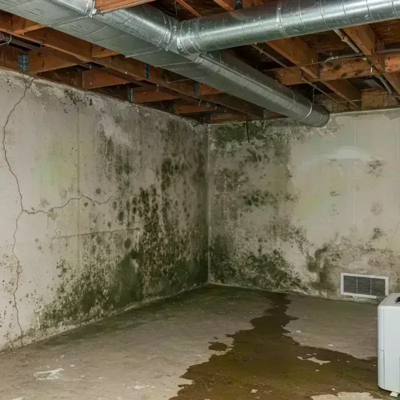 Professional Mold Removal in Carrollton, IL